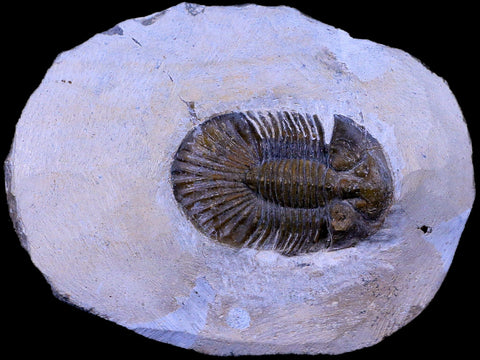 1.5" Scabriscutellum Trilobite Fossil Devonian Morocco 400 Million Years Old COA - Fossil Age Minerals