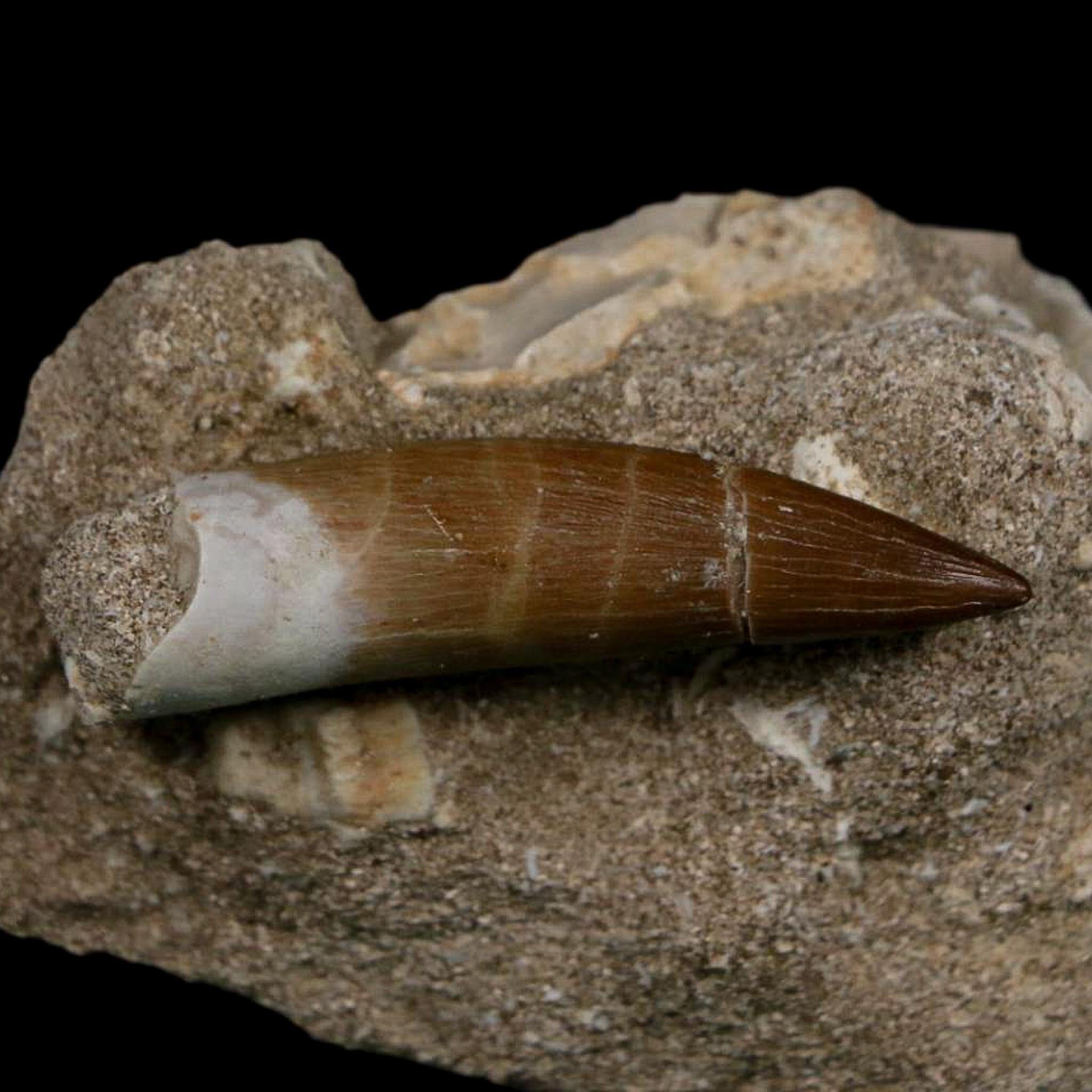 XL 2" Plesiosaur Zarafasaura Tooth Fossil In Matrix Cretaceous Dinosaur Era COA - Fossil Age Minerals