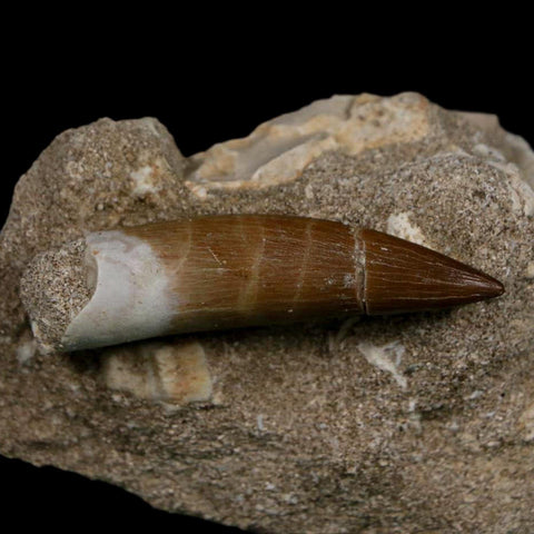 XL 2" Plesiosaur Zarafasaura Tooth Fossil In Matrix Cretaceous Dinosaur Era COA