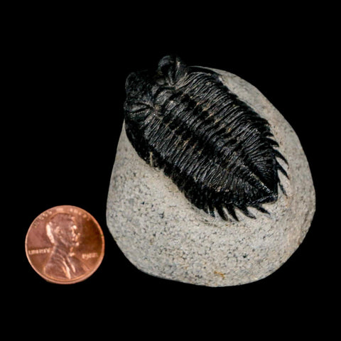 1.8" Coltraenia Oufatenensis Trilobite Fossil Devonian Morocco 400 Mil Yrs Old COA - Fossil Age Minerals