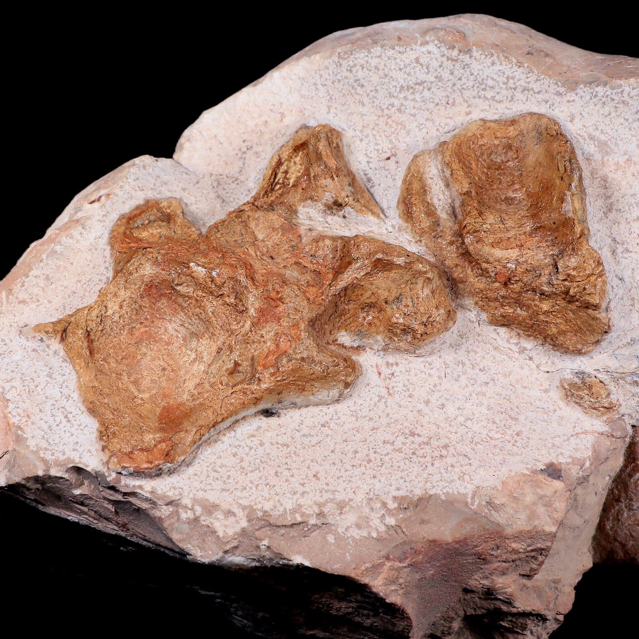 12.8"  Polycotylid Plesiosaur Vertebrae Fossil In Situ Cretaceous Dinosaur Age COA - Fossil Age Minerals