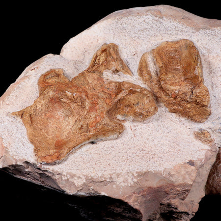 12.8"  Polycotylid Plesiosaur Vertebrae Fossil In Situ Cretaceous Dinosaur Age COA
