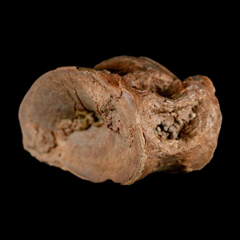 1.7" Ichthyodectes Fish Fossil Vertebrae Late Cretaceous Era Niobrara Formation Kansas - Fossil Age Minerals