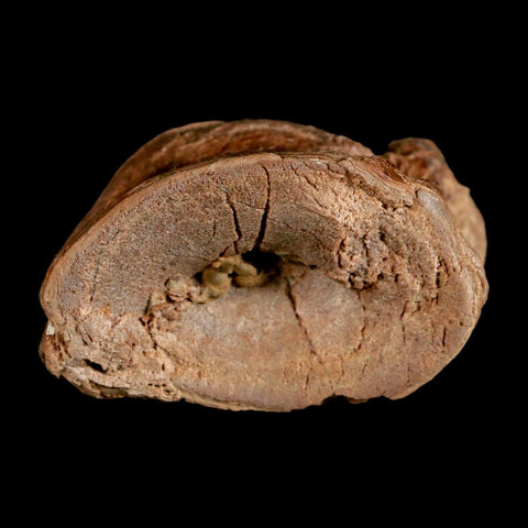 1.7" Ichthyodectes Fish Fossil Vertebrae Late Cretaceous Era Niobrara Formation Kansas - Fossil Age Minerals