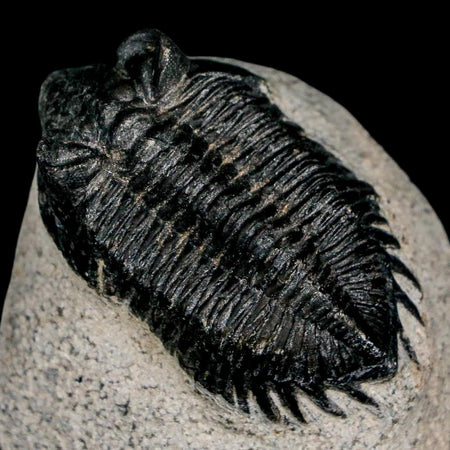 1.8" Coltraenia Oufatenensis Trilobite Fossil Devonian Morocco 400 Mil Yrs Old COA