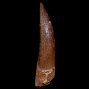 XL 2.2" Plesiosaur Zarafasaura Tooth Fossil Cretaceous Dinosaur Era COA, Stand