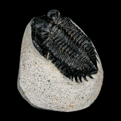 1.8" Coltraenia Oufatenensis Trilobite Fossil Devonian Morocco 400 Mil Yrs Old COA - Fossil Age Minerals