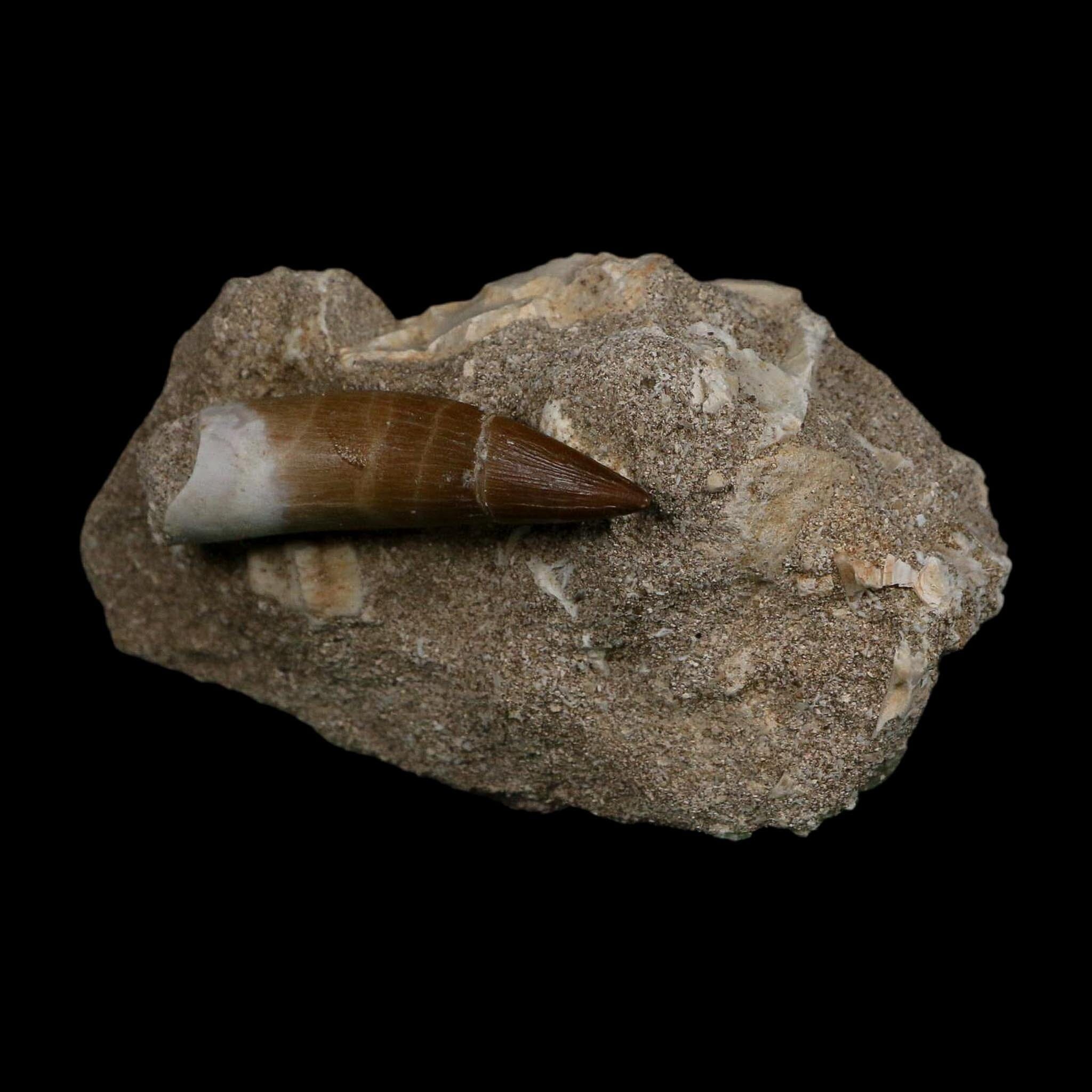 XL 2" Plesiosaur Zarafasaura Tooth Fossil In Matrix Cretaceous Dinosaur Era COA - Fossil Age Minerals