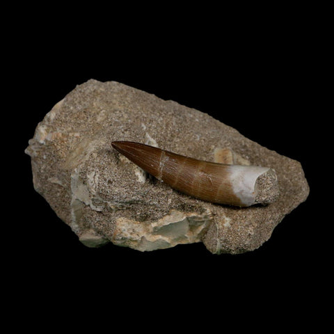 XL 2" Plesiosaur Zarafasaura Tooth Fossil In Matrix Cretaceous Dinosaur Era COA