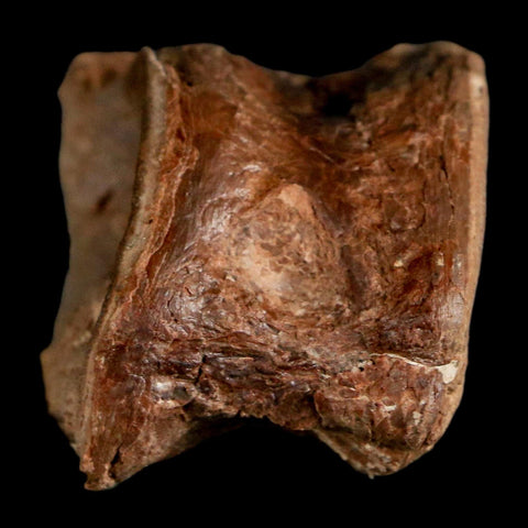 1.7" Ichthyodectes Fish Fossil Vertebrae Late Cretaceous Era Niobrara Formation Kansas - Fossil Age Minerals