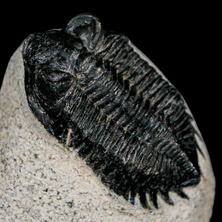 1.8" Coltraenia Oufatenensis Trilobite Fossil Devonian Morocco 400 Mil Yrs Old COA