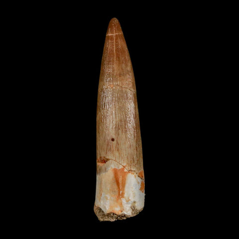 1.8" Plesiosaur Zarafasaura Tooth Fossil Cretaceous Dinosaur Era COA, Stand - Fossil Age Minerals
