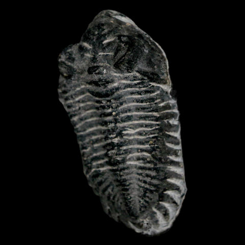2.2" Coltraenia Oufatenensis Trilobite Fossil Devonian Morocco 400 Mil Yrs Old COA - Fossil Age Minerals