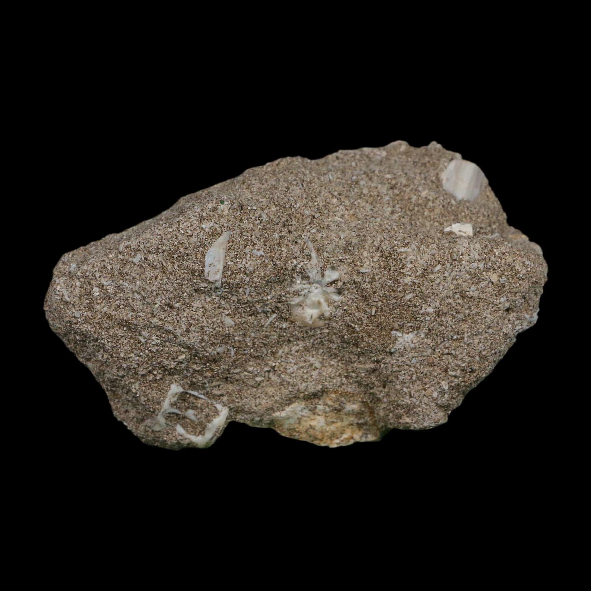 XL 2" Plesiosaur Zarafasaura Tooth Fossil In Matrix Cretaceous Dinosaur Era COA - Fossil Age Minerals