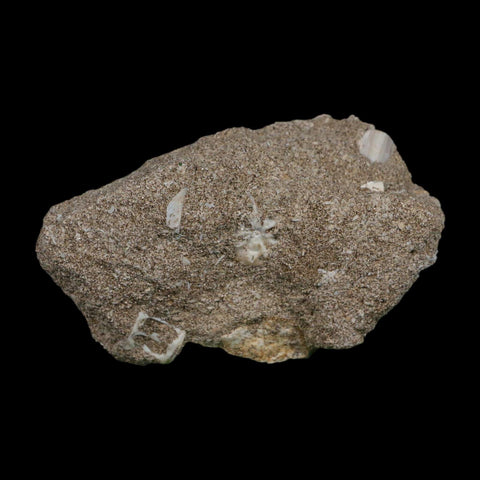 XL 2" Plesiosaur Zarafasaura Tooth Fossil In Matrix Cretaceous Dinosaur Era COA