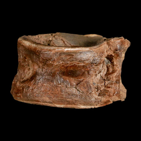 1.7" Ichthyodectes Fish Fossil Vertebrae Late Cretaceous Era Niobrara Formation Kansas - Fossil Age Minerals