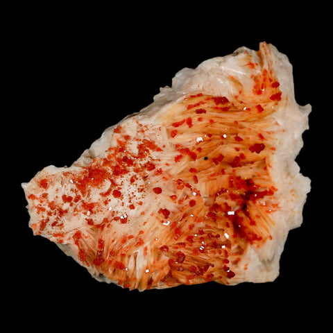 3.2" Sparkly Red Vanadinite Crystals Orange Barite Blades Mineral Mabladen Morocco - Fossil Age Minerals