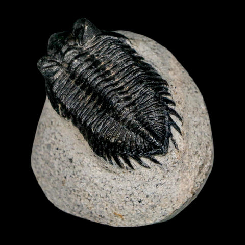 1.8" Coltraenia Oufatenensis Trilobite Fossil Devonian Morocco 400 Mil Yrs Old COA - Fossil Age Minerals