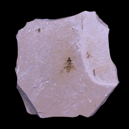 0.4 Detailed Fossil Thysanoptera Insect Green River FM Uintah County UT Eocene Age