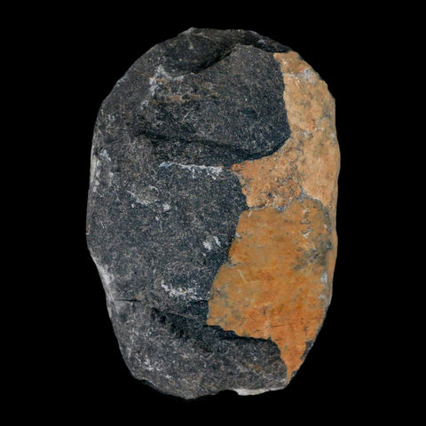 2.2" Coltraenia Oufatenensis Trilobite Fossil Devonian Morocco 400 Mil Yrs Old COA - Fossil Age Minerals