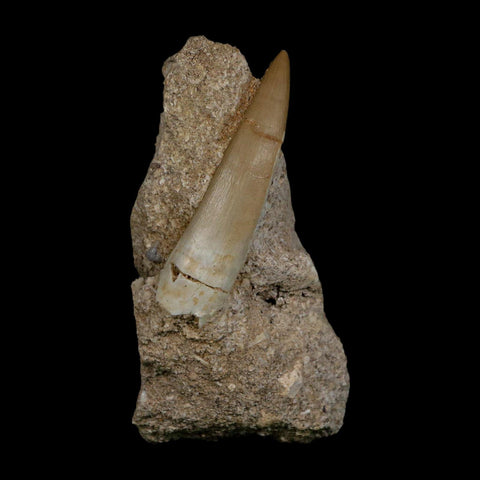 XL 2.4" Plesiosaur Zarafasaura Tooth Fossil In Matrix Cretaceous Dinosaur Era COA