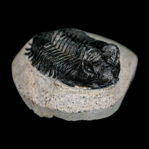 1.8" Coltraenia Oufatenensis Trilobite Fossil Devonian Morocco 400 Mil Yrs Old COA - Fossil Age Minerals