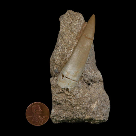 XL 2.4" Plesiosaur Zarafasaura Tooth Fossil In Matrix Cretaceous Dinosaur Era COA