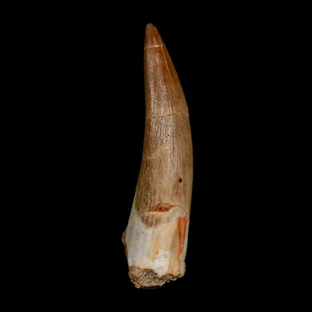 1.8" Plesiosaur Zarafasaura Tooth Fossil Cretaceous Dinosaur Era COA, Stand