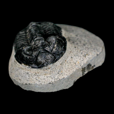 1.8" Coltraenia Oufatenensis Trilobite Fossil Devonian Morocco 400 Mil Yrs Old COA - Fossil Age Minerals