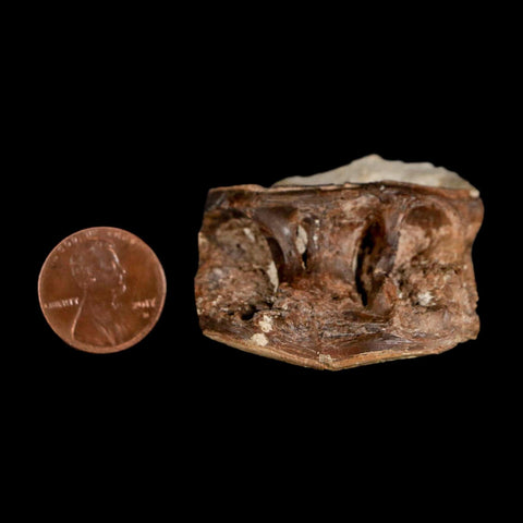 1.7" Ichthyodectes Fish Fossil Vertebrae Late Cretaceous Era Niobrara Formation Kansas - Fossil Age Minerals