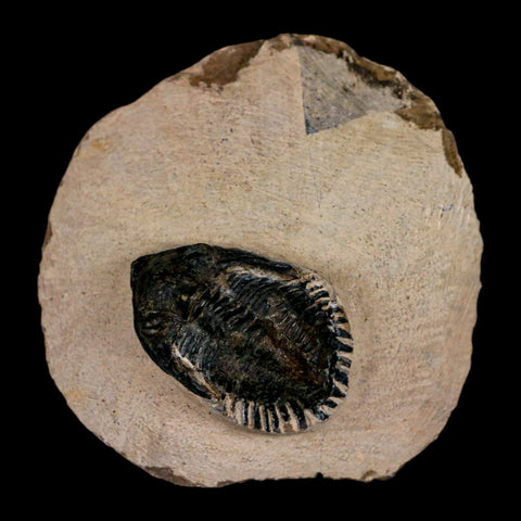 1.4" Metacanthina Issoumourensis Trilobite Fossil Devonian Age 400 Mil Yrs Old COA - Fossil Age Minerals
