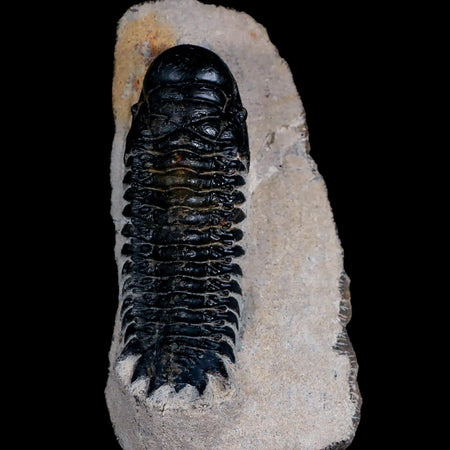 3.2" Crotalocephalus Gibbus Trilobite Fossil Morocco Devonian Age 400 Mil Yrs Old COA