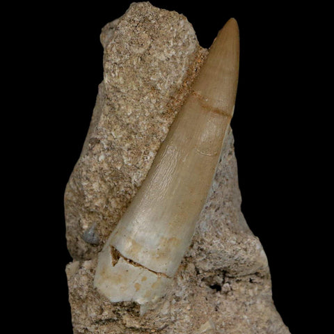 XL 2.4" Plesiosaur Zarafasaura Tooth Fossil In Matrix Cretaceous Dinosaur Era COA