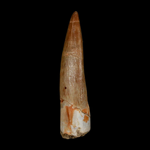 1.8" Plesiosaur Zarafasaura Tooth Fossil Cretaceous Dinosaur Era COA, Stand - Fossil Age Minerals