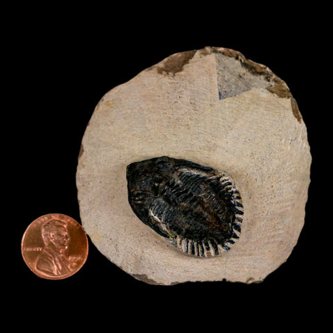 1.4" Metacanthina Issoumourensis Trilobite Fossil Devonian Age 400 Mil Yrs Old COA - Fossil Age Minerals