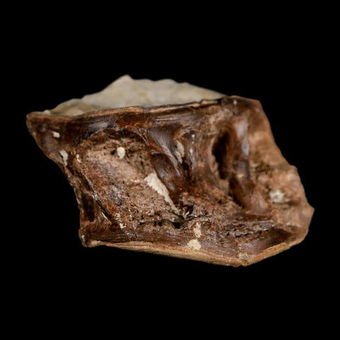 1.7" Ichthyodectes Fish Fossil Vertebrae Late Cretaceous Era Niobrara Formation Kansas - Fossil Age Minerals