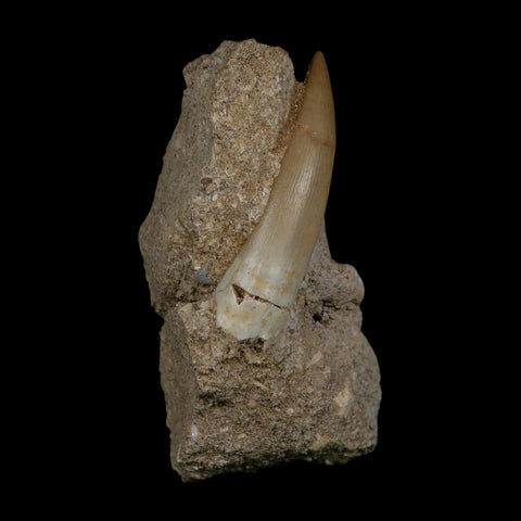 XL 2.4" Plesiosaur Zarafasaura Tooth Fossil In Matrix Cretaceous Dinosaur Era COA