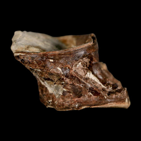1.7" Ichthyodectes Fish Fossil Vertebrae Late Cretaceous Era Niobrara Formation Kansas - Fossil Age Minerals