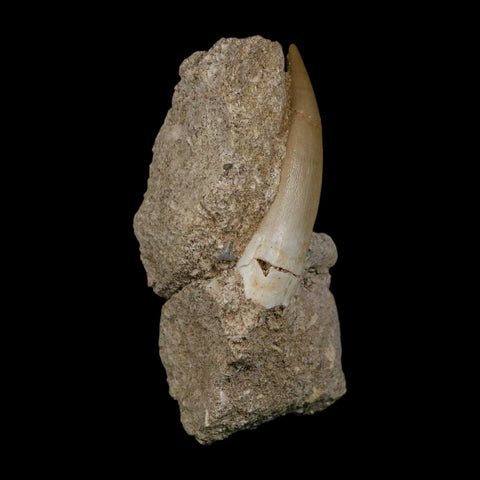 XL 2.4" Plesiosaur Zarafasaura Tooth Fossil In Matrix Cretaceous Dinosaur Era COA