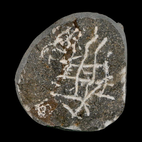 1.8" Coltraenia Oufatenensis Trilobite Fossil Devonian Morocco 400 Mil Yrs Old COA - Fossil Age Minerals