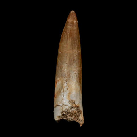 1.8" Plesiosaur Zarafasaura Tooth Fossil Cretaceous Dinosaur Era COA, Stand - Fossil Age Minerals