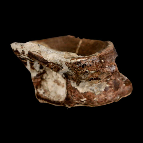 1.7" Ichthyodectes Fish Fossil Vertebrae Late Cretaceous Era Niobrara Formation Kansas - Fossil Age Minerals