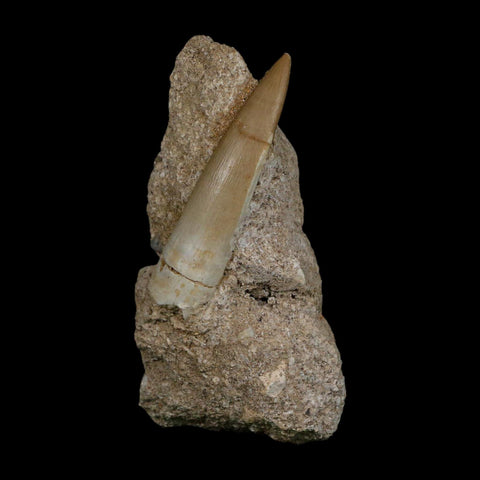 XL 2.4" Plesiosaur Zarafasaura Tooth Fossil In Matrix Cretaceous Dinosaur Era COA