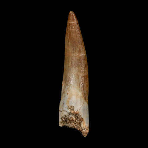 1.8" Plesiosaur Zarafasaura Tooth Fossil Cretaceous Dinosaur Era COA, Stand - Fossil Age Minerals