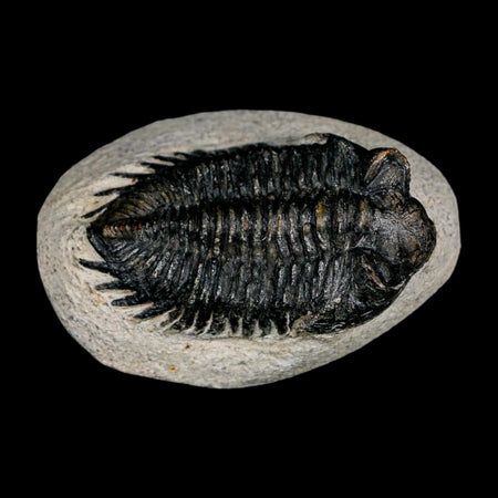 2.3" Coltraenia Oufatenensis Trilobite Fossil Devonian Morocco 400 Mil Yrs Old COA