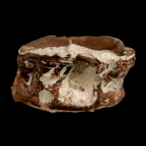 1.7" Ichthyodectes Fish Fossil Vertebrae Late Cretaceous Era Niobrara Formation Kansas - Fossil Age Minerals
