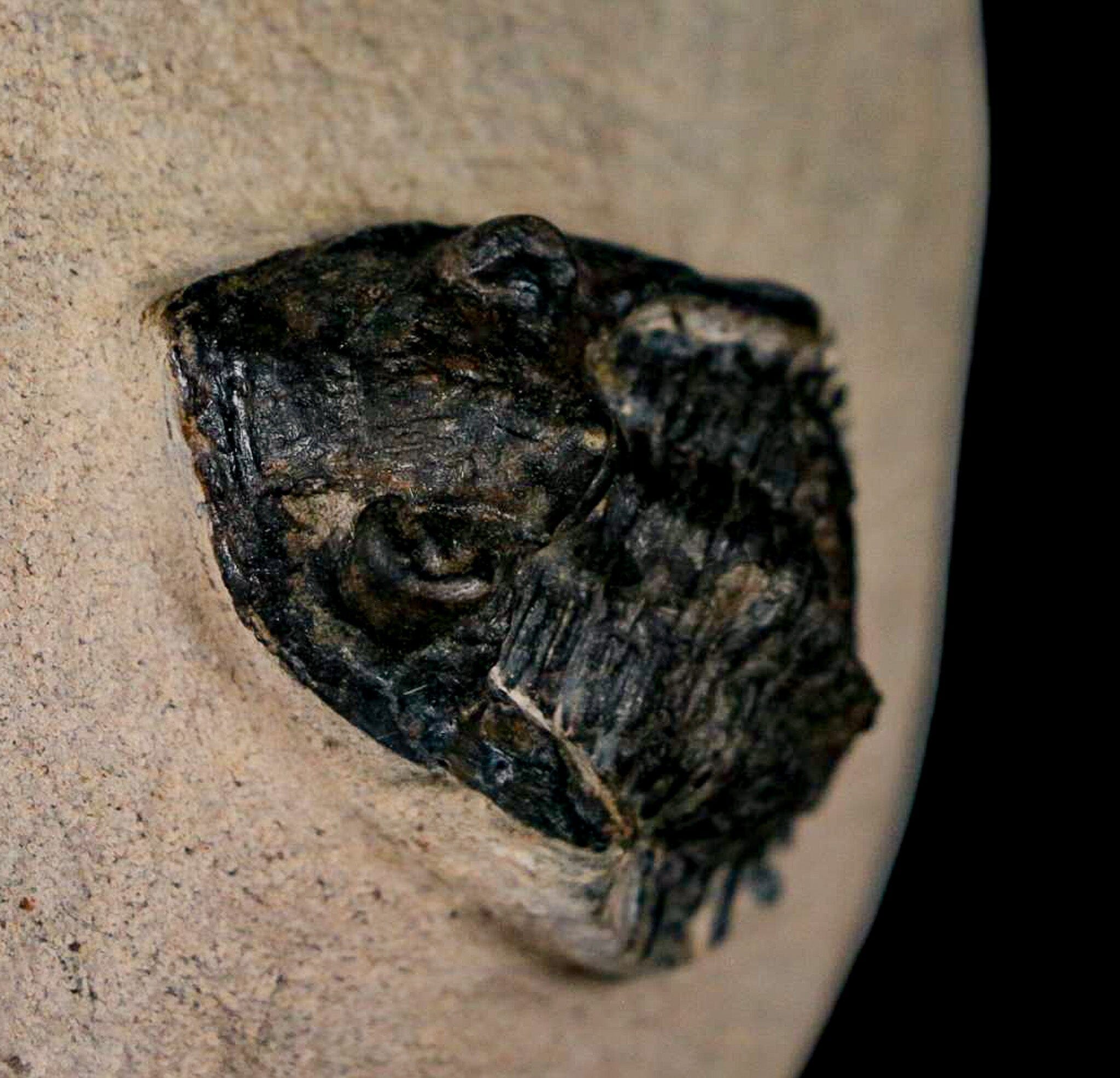 1.4" Metacanthina Issoumourensis Trilobite Fossil Devonian Age 400 Mil Yrs Old COA - Fossil Age Minerals