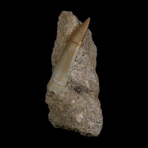 XL 2.4" Plesiosaur Zarafasaura Tooth Fossil In Matrix Cretaceous Dinosaur Era COA