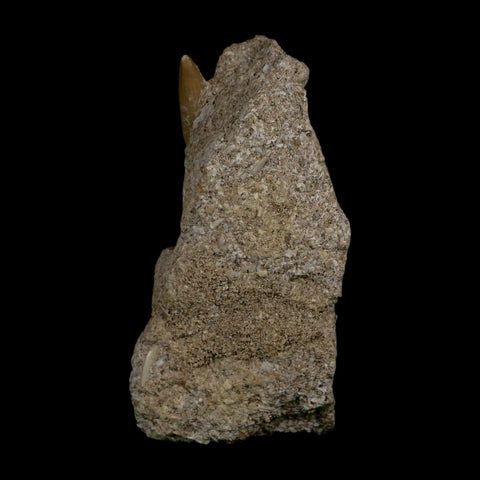 XL 2.4" Plesiosaur Zarafasaura Tooth Fossil In Matrix Cretaceous Dinosaur Era COA