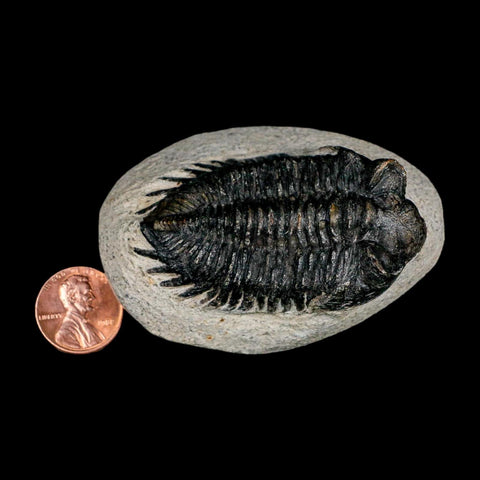 2.3" Coltraenia Oufatenensis Trilobite Fossil Devonian Morocco 400 Mil Yrs Old COA - Fossil Age Minerals